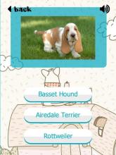 Puppy Dogs Quiz- Guess Popular Dog Breeds Photos截图2