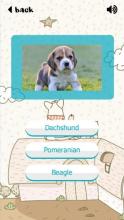 Puppy Dogs Quiz- Guess Popular Dog Breeds Photos截图4