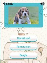 Puppy Dogs Quiz- Guess Popular Dog Breeds Photos截图1