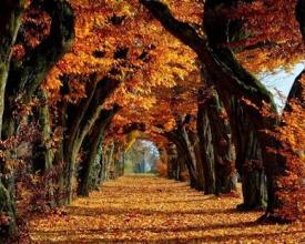 Autumn Beautiful Jigsaw Puzzles Free截图2