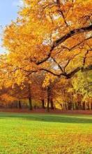 Autumn Beautiful Jigsaw Puzzles Free截图4