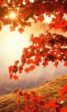 Autumn Beautiful Jigsaw Puzzles Free截图3