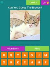 Guess The Cat Breeds Most Popular Cat Breeds Quiz截图4