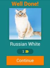 Guess The Cat Breeds Most Popular Cat Breeds Quiz截图5