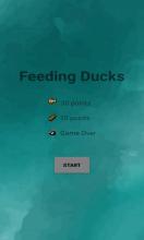 Feeding Ducks截图4