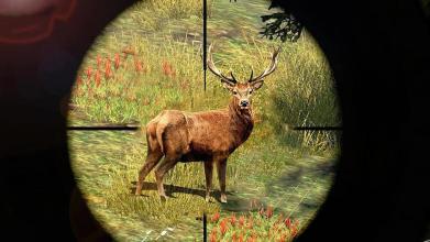 Jungle Safari Hunt - Deer Hunter Games截图5