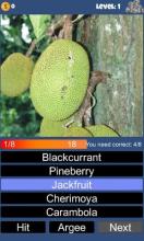 Fruits Quiz DC截图4