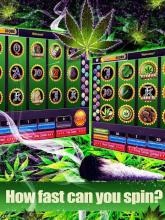 Lucky Weed – Free slots截图3