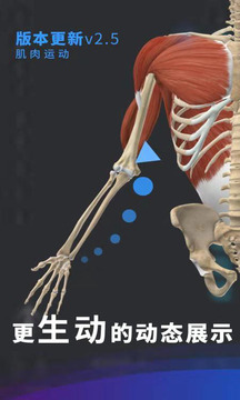 维萨里3D解剖截图