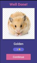 Guess Little Hamster截图1