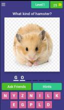 Guess Little Hamster截图2