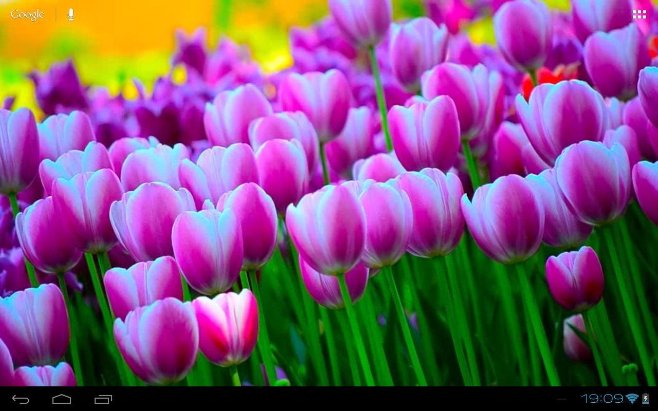 3d free springtime tulips carpet hd live wallpap