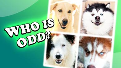 4 pictures 1 odd: dogs & pets, find the difference截图1