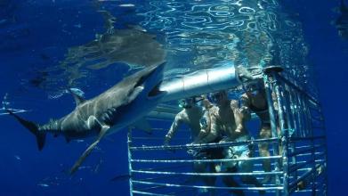 Shark Underwater 2018: Raft Survival截图1