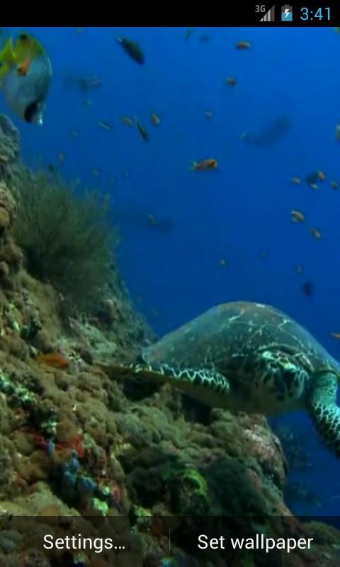 Sea Turtle截图2