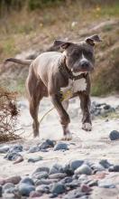 Pitbull Dogs Jigsaw Puzzles New Game截图1