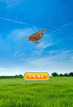 Sparrow Bird Game截图1