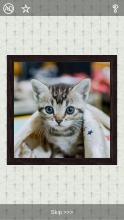 Cats Puzzles - 101 pictures截图3