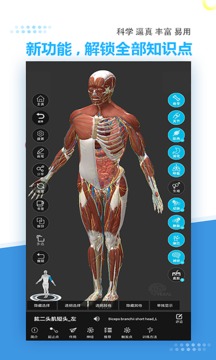 维萨里3D解剖截图