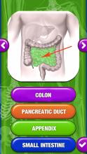 Human Body Anatomy Quiz截图5