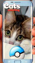 Collect all cats!截图1