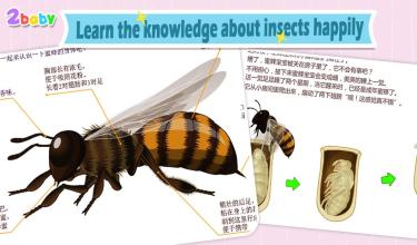 Bee  Insect World截图2