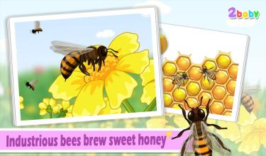 Bee  Insect World截图5