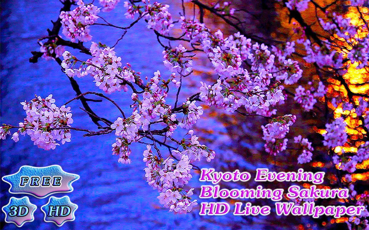 3D Kyoto Evening Sakura Free截图8