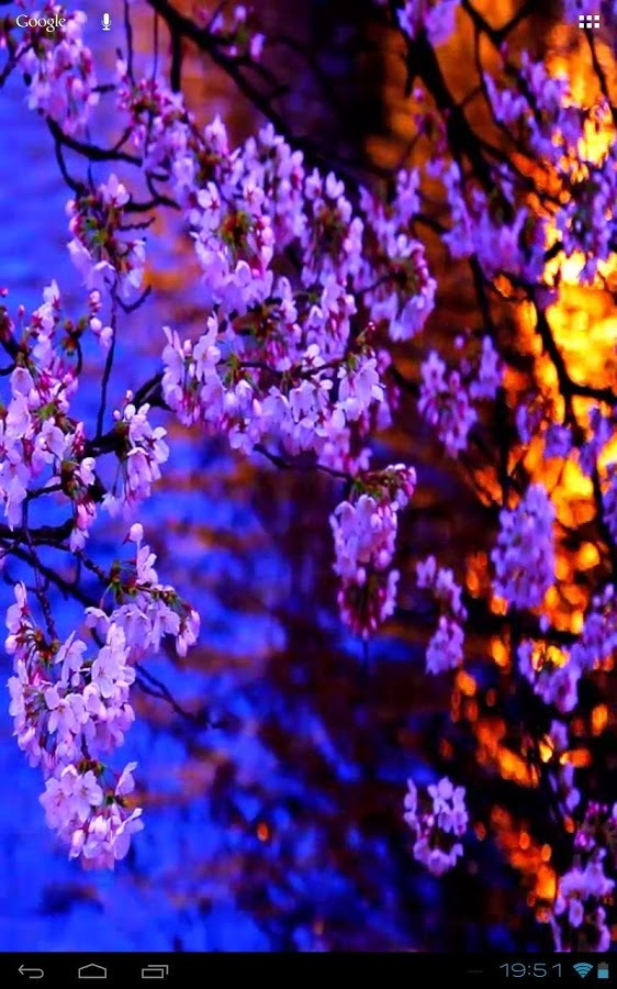 3D Kyoto Evening Sakura Free截图6