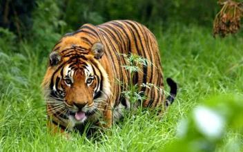 Tiger Jigsaw Puzzle World截图2