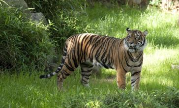 Tiger Jigsaw Puzzle World截图4