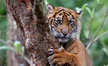 Tiger Jigsaw Puzzle World截图5