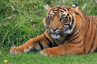 Tiger Jigsaw Puzzle World截图1