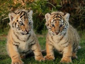 Tiger Jigsaw Puzzle World截图3