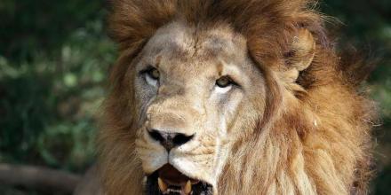 Lions Jigsaw Puzzle截图1