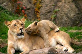 Lions Jigsaw Puzzle截图2