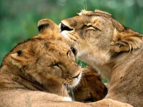 Lions Jigsaw Puzzle截图5