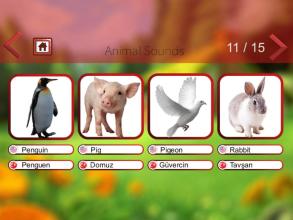 Animal Sounds & Animal Names截图3