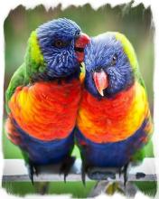 Colorful Parrot Puzzle截图3