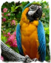 Colorful Parrot Puzzle截图2