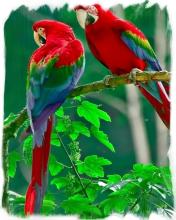 Colorful Parrot Puzzle截图5