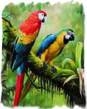 Colorful Parrot Puzzle截图1