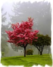 Spring Trees Puzzle截图5