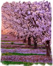 Spring Trees Puzzle截图4