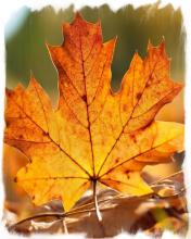 Leaf Puzzle截图5