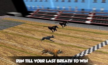 Crazy Real Dog Race Greyhound Racing Game截图5