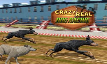 Crazy Real Dog Race Greyhound Racing Game截图2