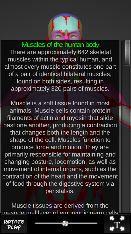 Muscles 3D截图10