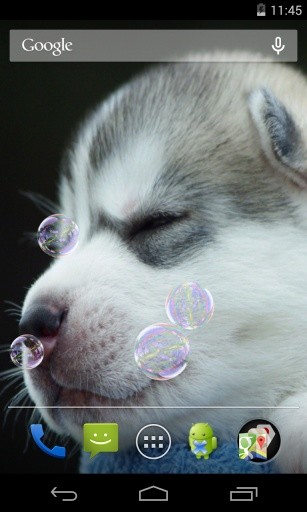 Husky puppies Live Wallpaper截图2