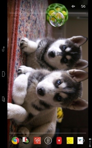 Husky puppies Live Wallpaper截图4